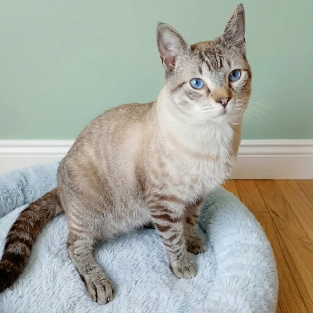 Adam, gato de porte pequeno para adoção em Rio de Janeiro - RJ