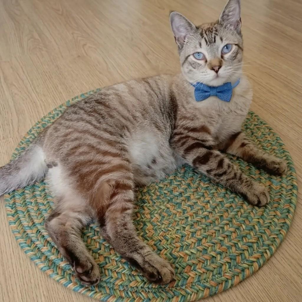 Adam, gato de porte pequeno para adoção em Rio de Janeiro - RJ — foto 2 de 8