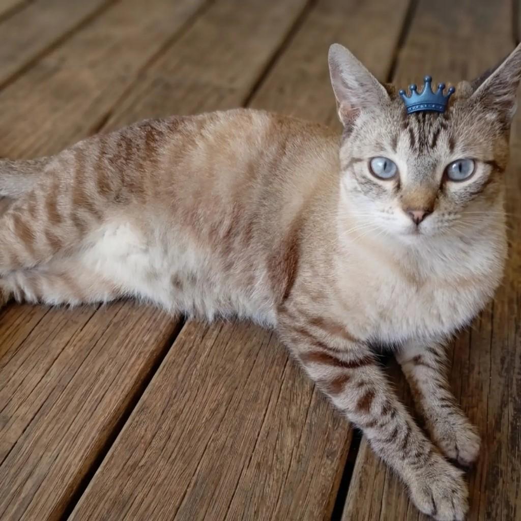 Adam, gato de porte pequeno para adoção em Rio de Janeiro - RJ — foto 5 de 8