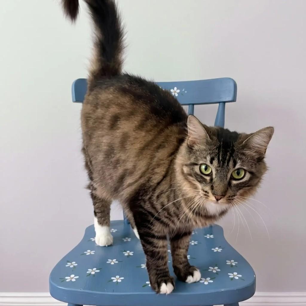 Lya, gata de porte médio para adoção em Rio de Janeiro - RJ — foto 5 de 6