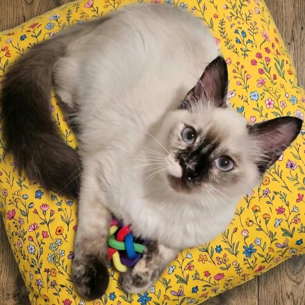 Cacau, gata de porte pequeno para adoção em Rio de Janeiro - RJ — foto 2 de 9