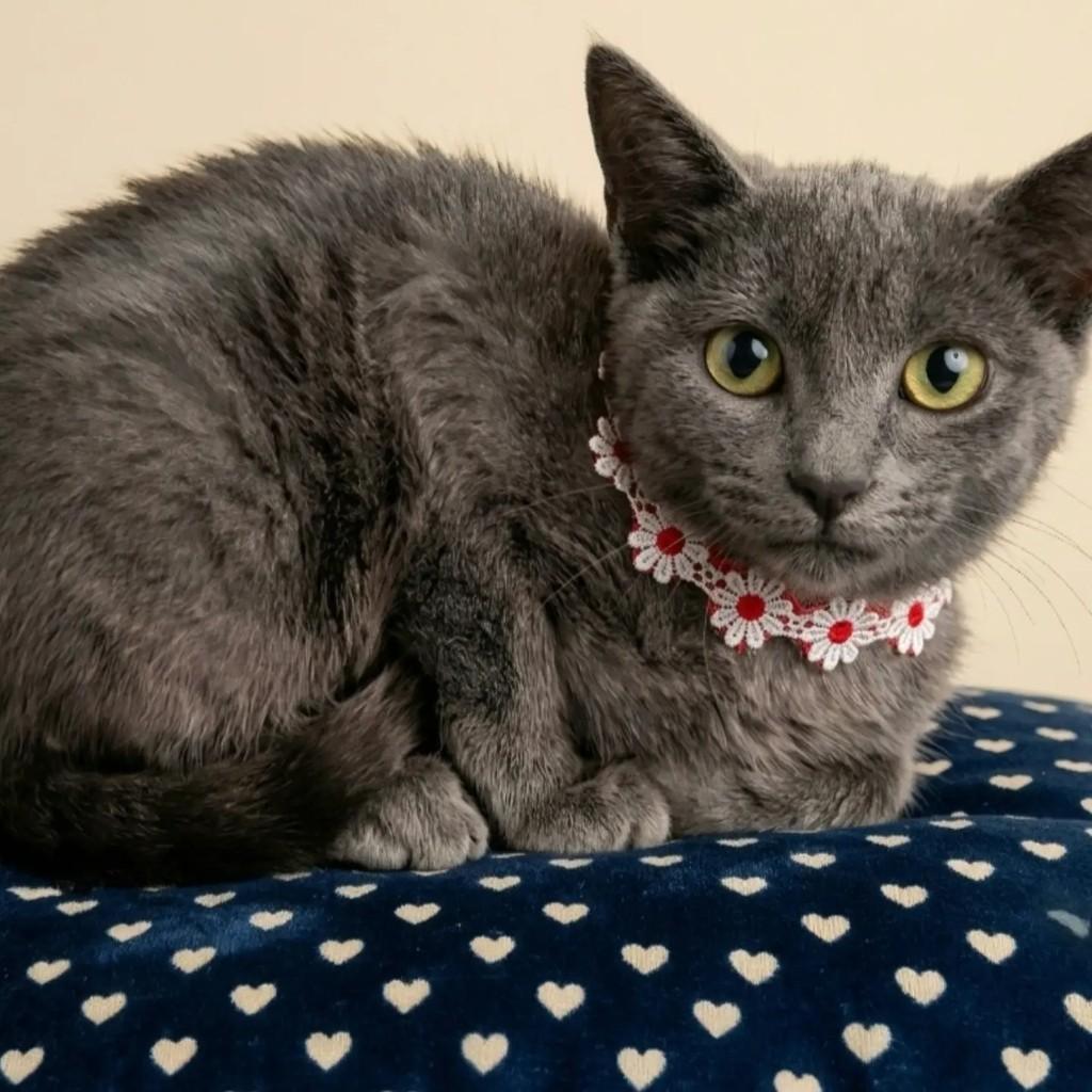 Kira, gata de porte pequeno para adoção em Rio de Janeiro - RJ