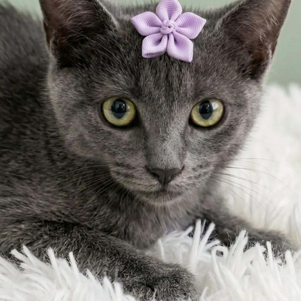 Kira, gata de porte pequeno para adoção em Rio de Janeiro - RJ — foto 2 de 7