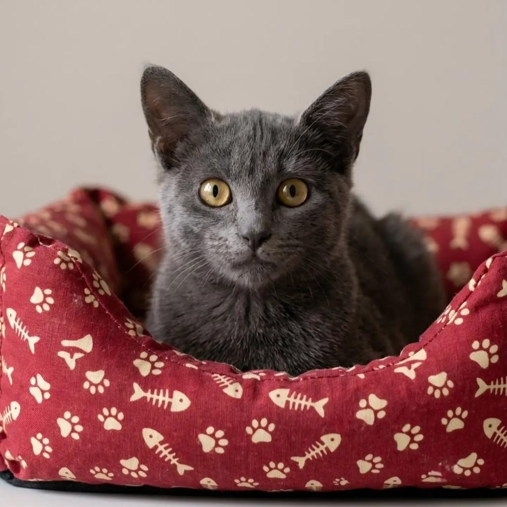 Kira, gata de porte pequeno para adoção em Rio de Janeiro - RJ — foto 3 de 7