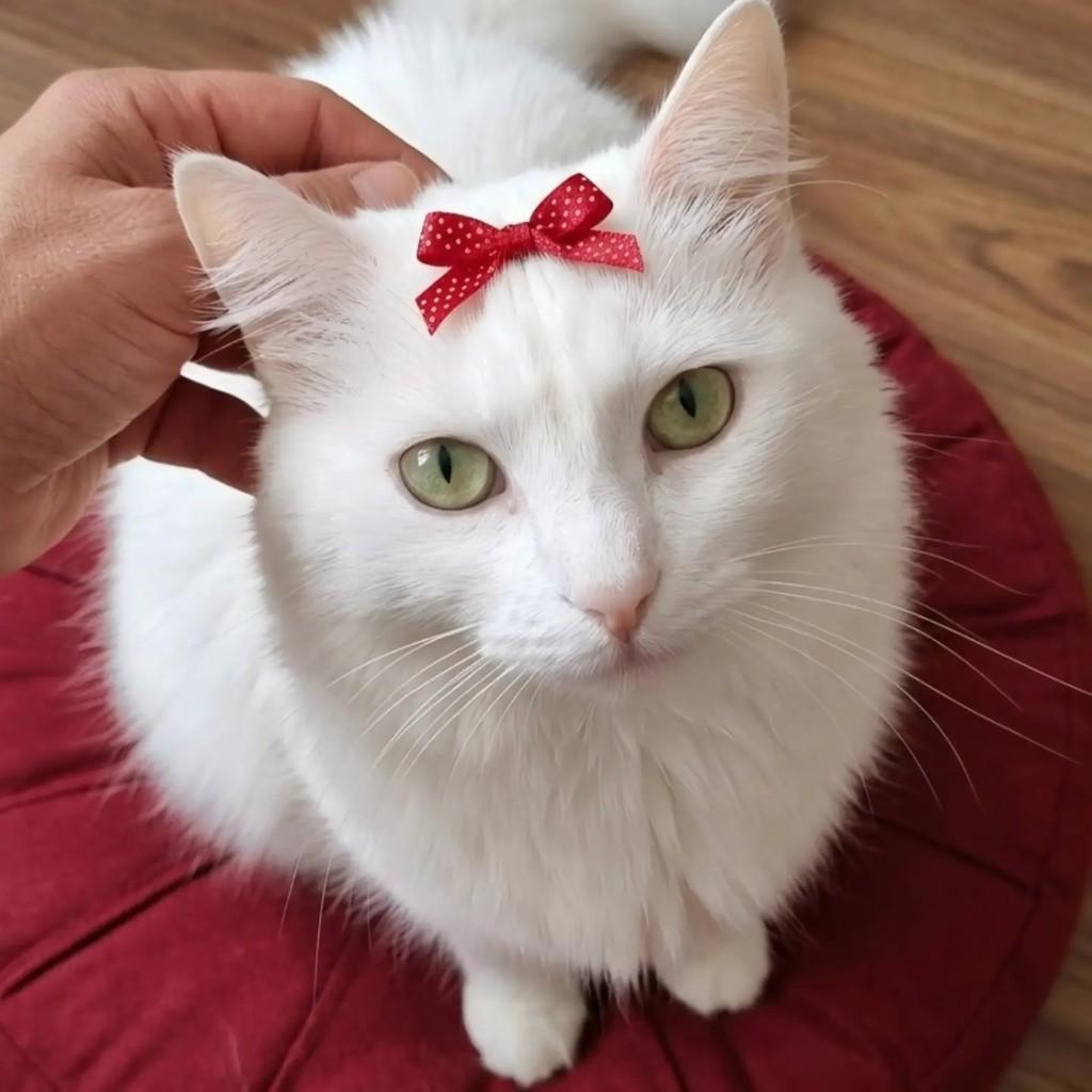 Pérola, gata de porte médio para adoção em Rio de Janeiro - RJ
