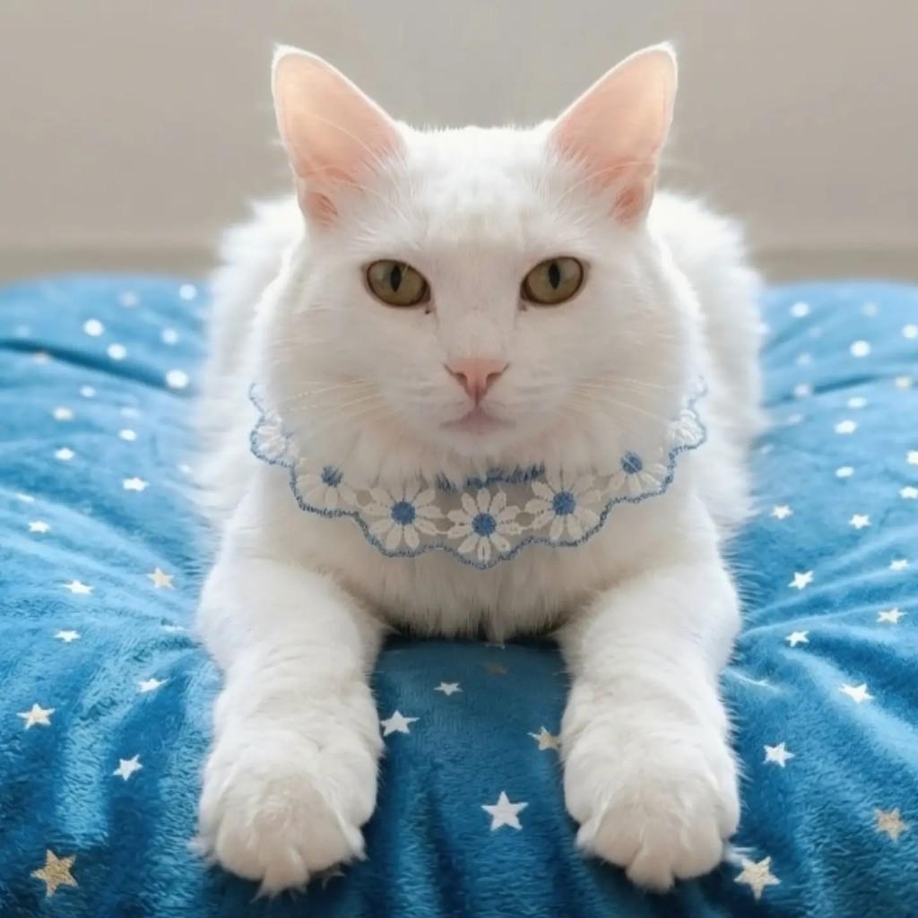 Pérola, gata de porte médio para adoção em Rio de Janeiro - RJ — foto 3 de 9