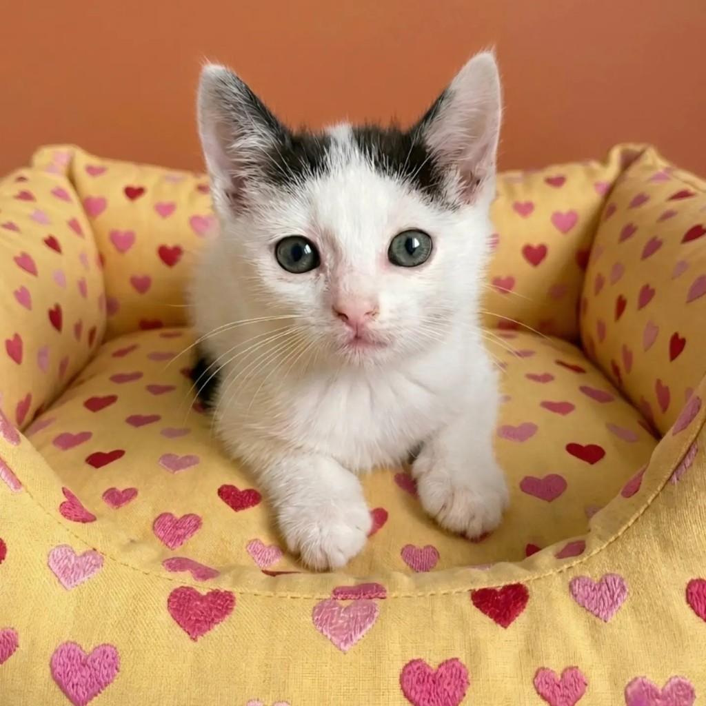 Oliver, gato de porte pequeno para adoção em Rio de Janeiro - RJ