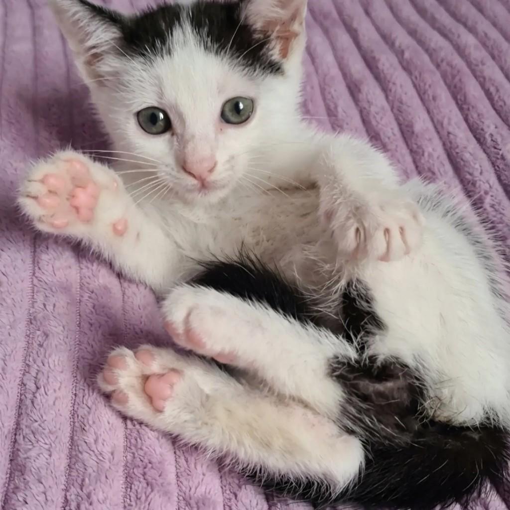 Oliver, gato de porte pequeno para adoção em Rio de Janeiro - RJ — foto 2 de 11