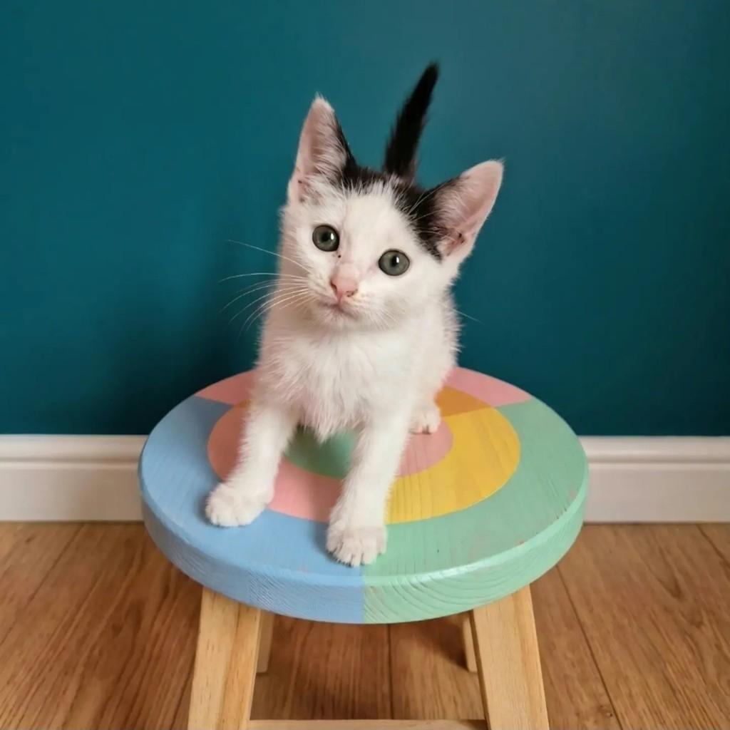 Oliver, gato de porte pequeno para adoção em Rio de Janeiro - RJ — foto 3 de 11