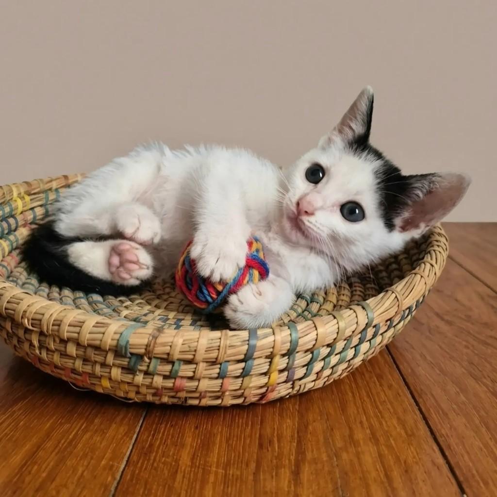 Oliver, gato de porte pequeno para adoção em Rio de Janeiro - RJ — foto 4 de 11