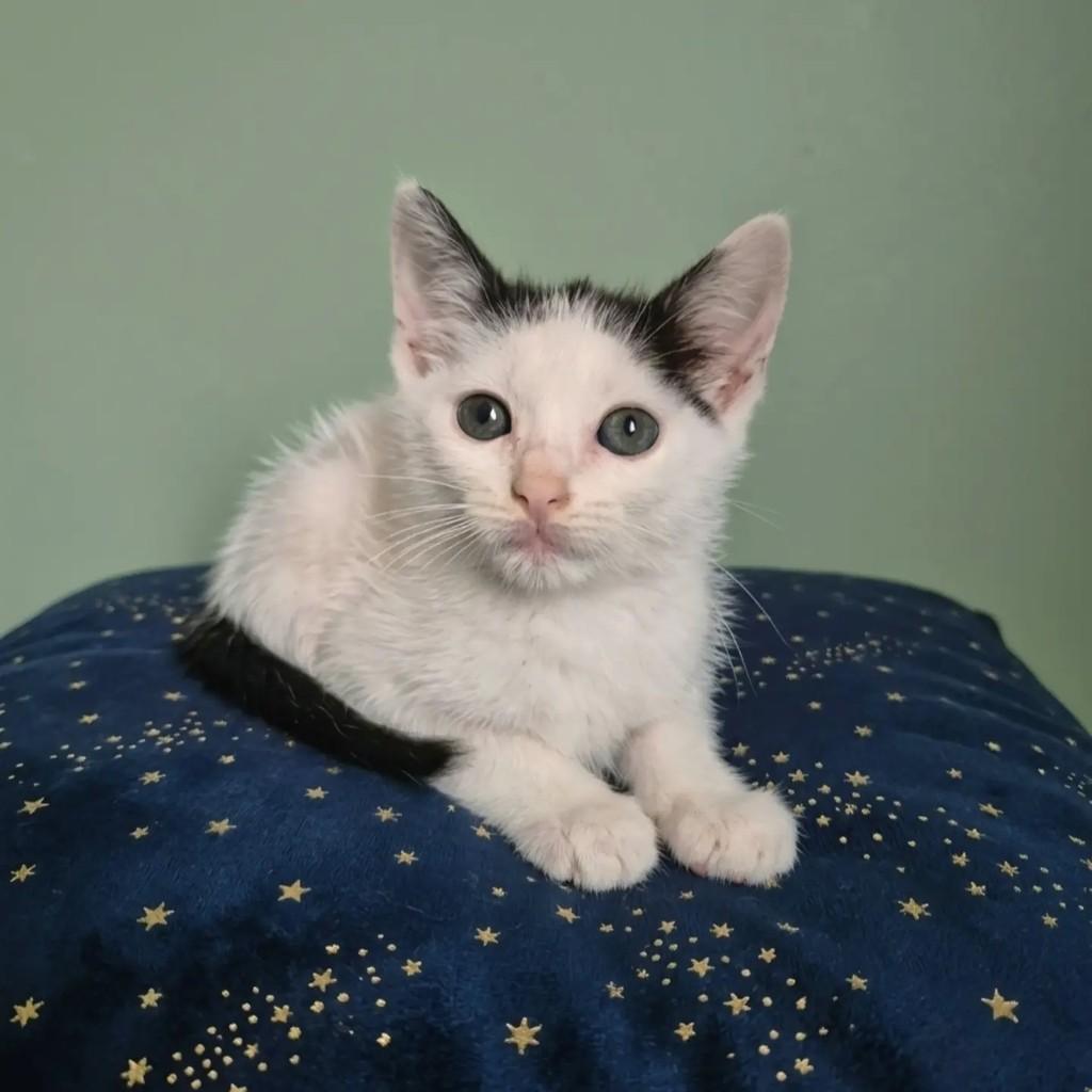Oliver, gato de porte pequeno para adoção em Rio de Janeiro - RJ — foto 5 de 11