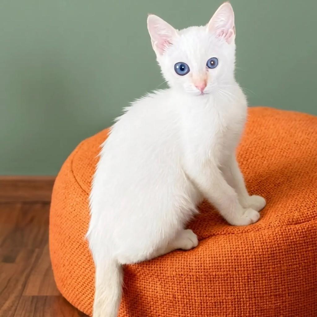 Francisco, gato de porte pequeno para adoção em Rio de Janeiro - RJ