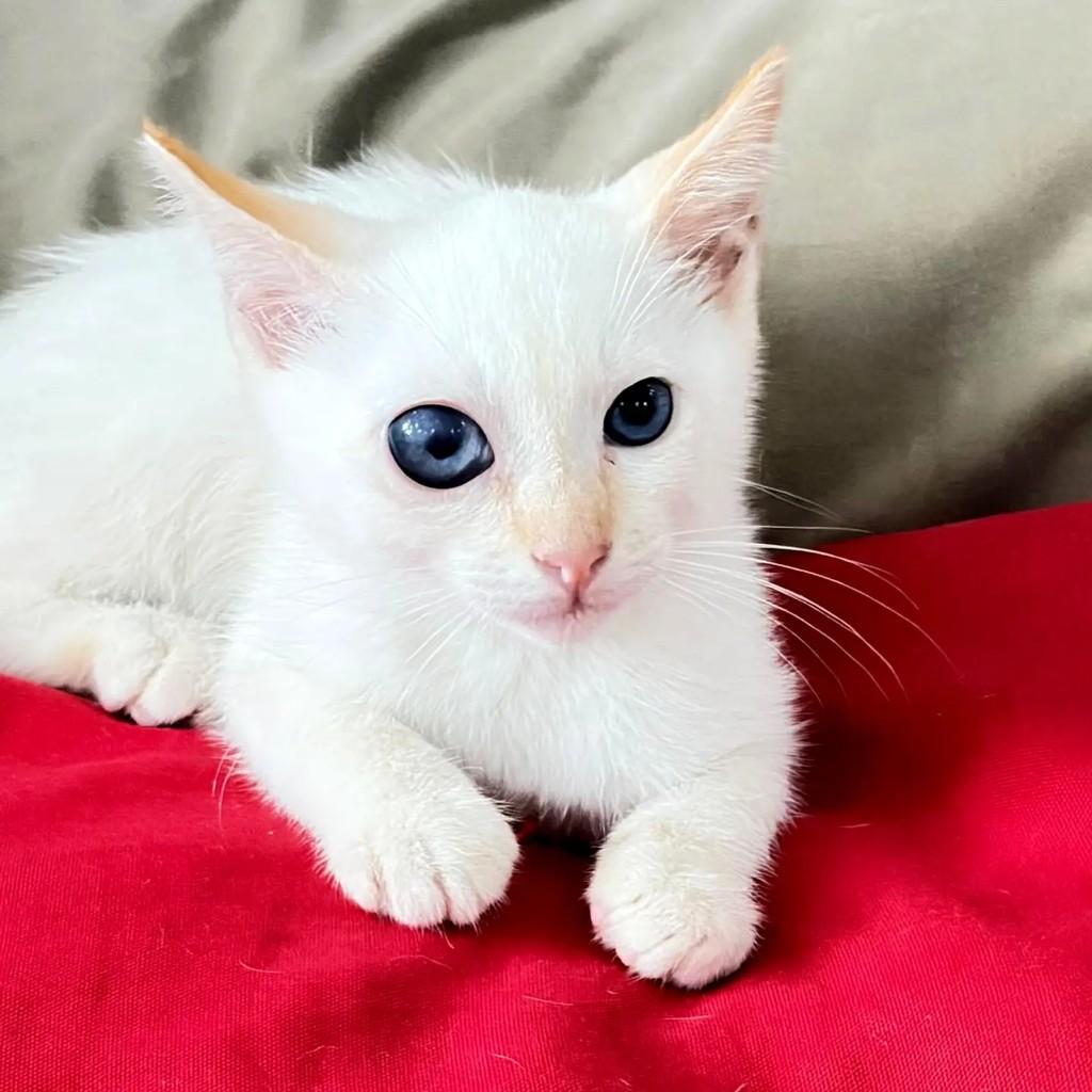 Francisco, gato de porte pequeno para adoção em Rio de Janeiro - RJ — foto 2 de 8