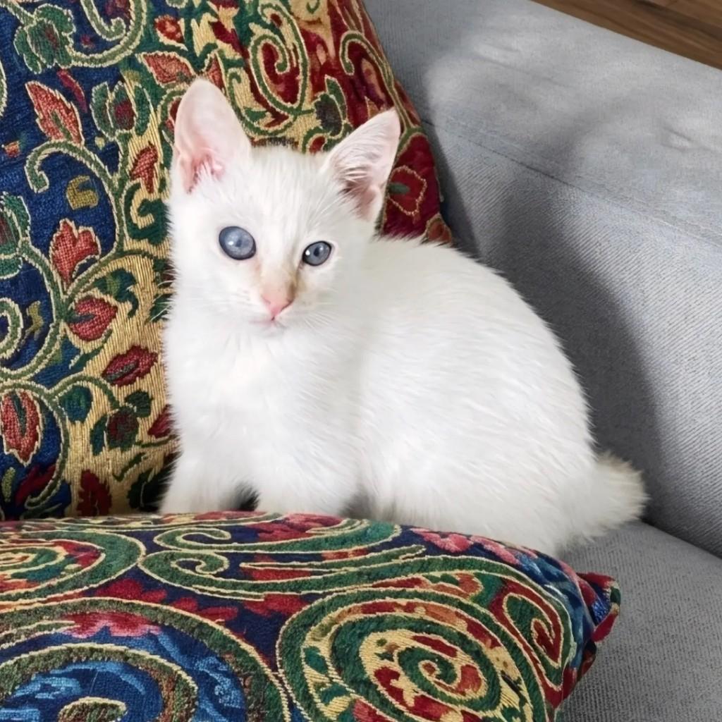Francisco, gato de porte pequeno para adoção em Rio de Janeiro - RJ — foto 3 de 8