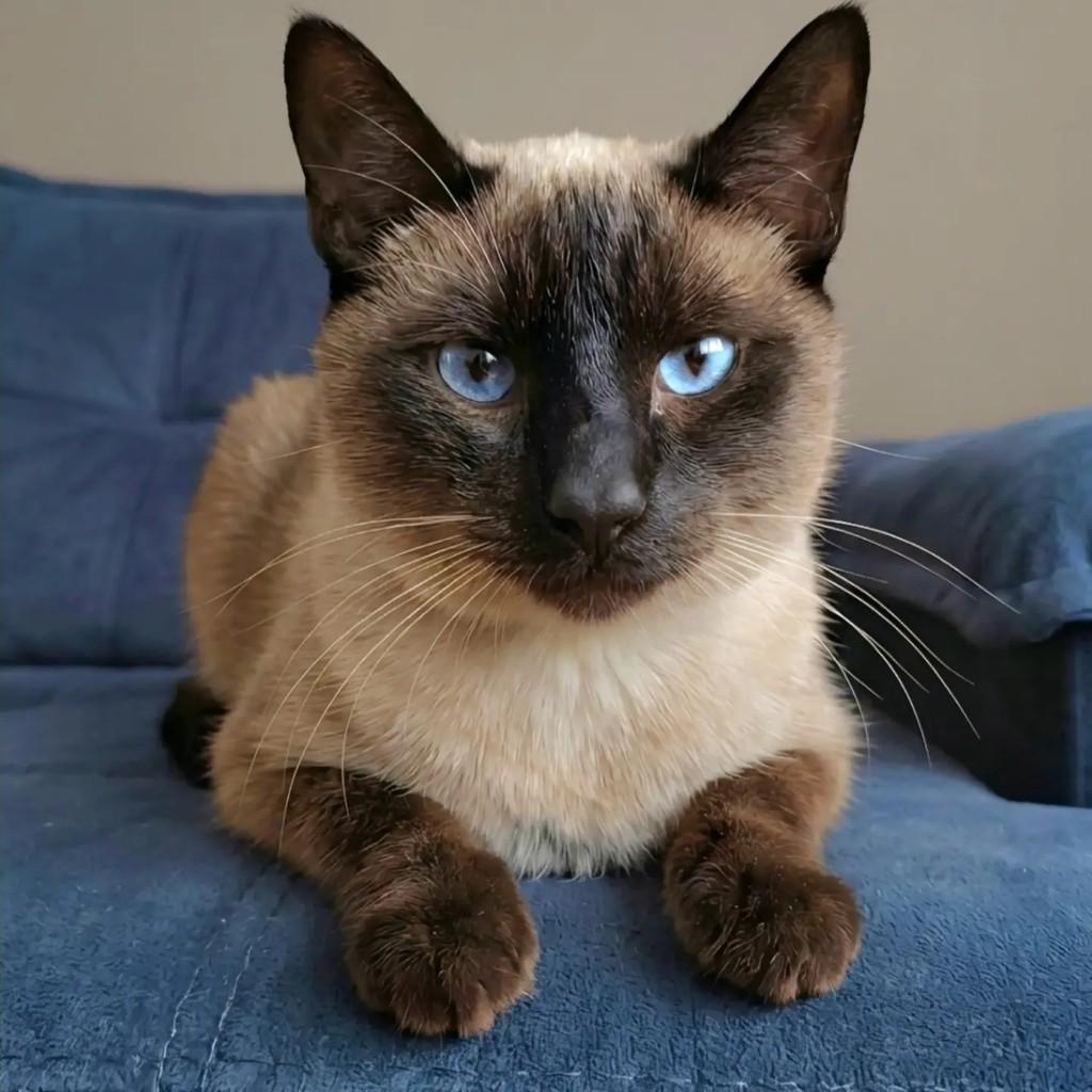 Jonas, gato de porte pequeno para adoção em Rio de Janeiro - RJ