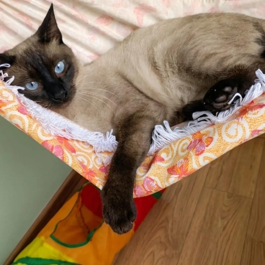 Jonas, gato de porte pequeno para adoção em Rio de Janeiro - RJ — foto 2 de 10