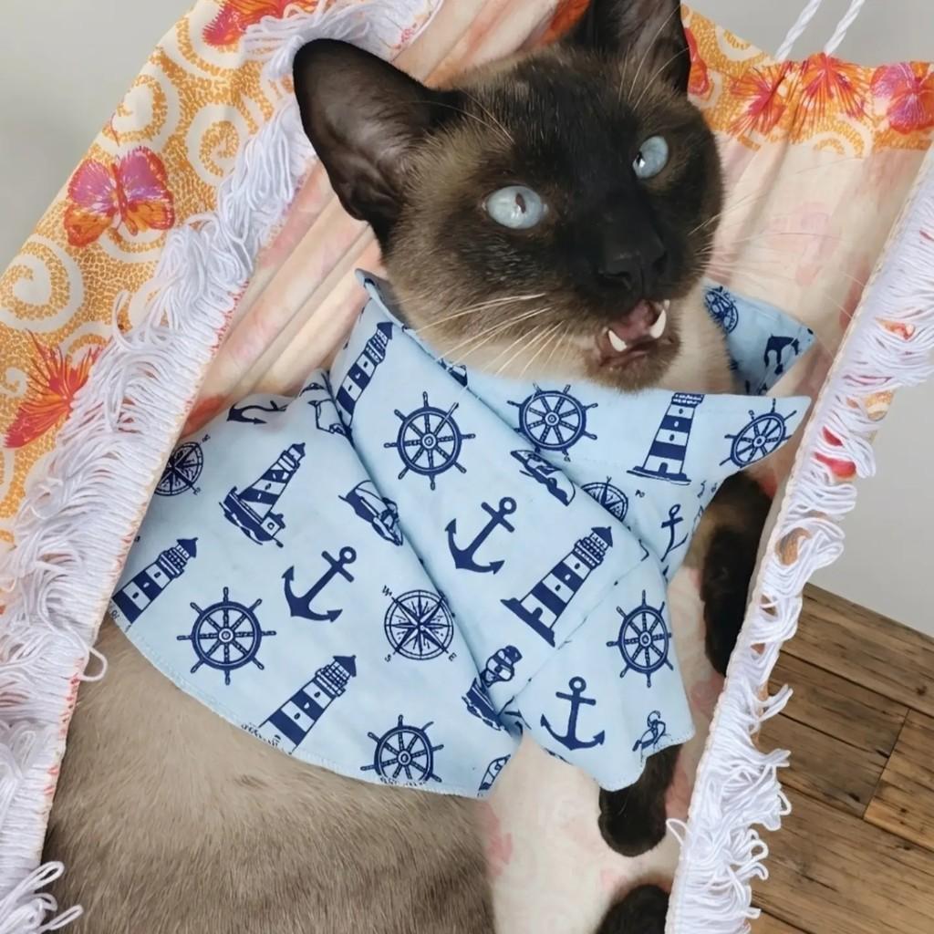 Jonas, gato de porte pequeno para adoção em Rio de Janeiro - RJ — foto 3 de 10