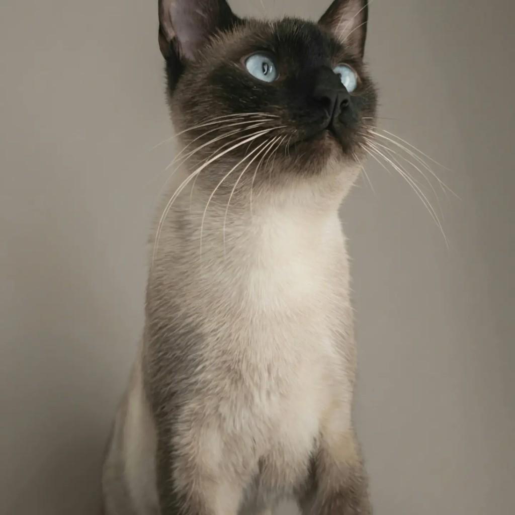 Jonas, gato de porte pequeno para adoção em Rio de Janeiro - RJ — foto 4 de 10