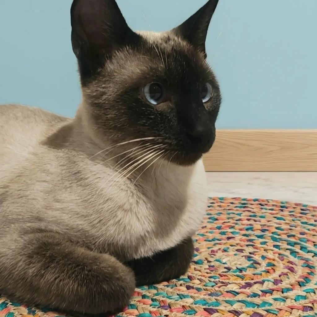 Jonas, gato de porte pequeno para adoção em Rio de Janeiro - RJ — foto 5 de 10