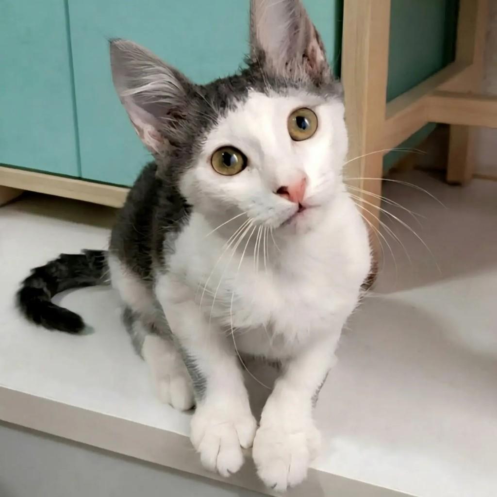 Aramis, gato de porte pequeno para adoção em Rio de Janeiro - RJ