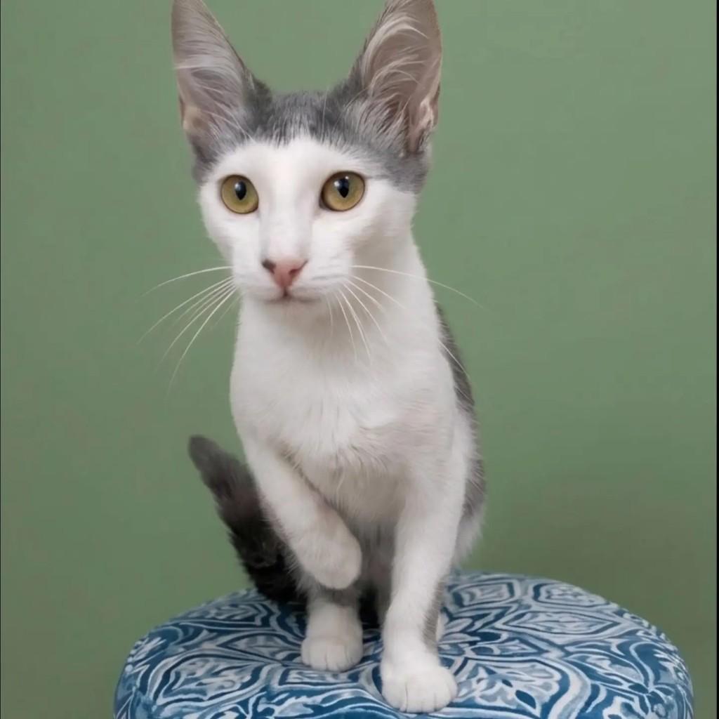 Aramis, gato de porte pequeno para adoção em Rio de Janeiro - RJ — foto 2 de 8