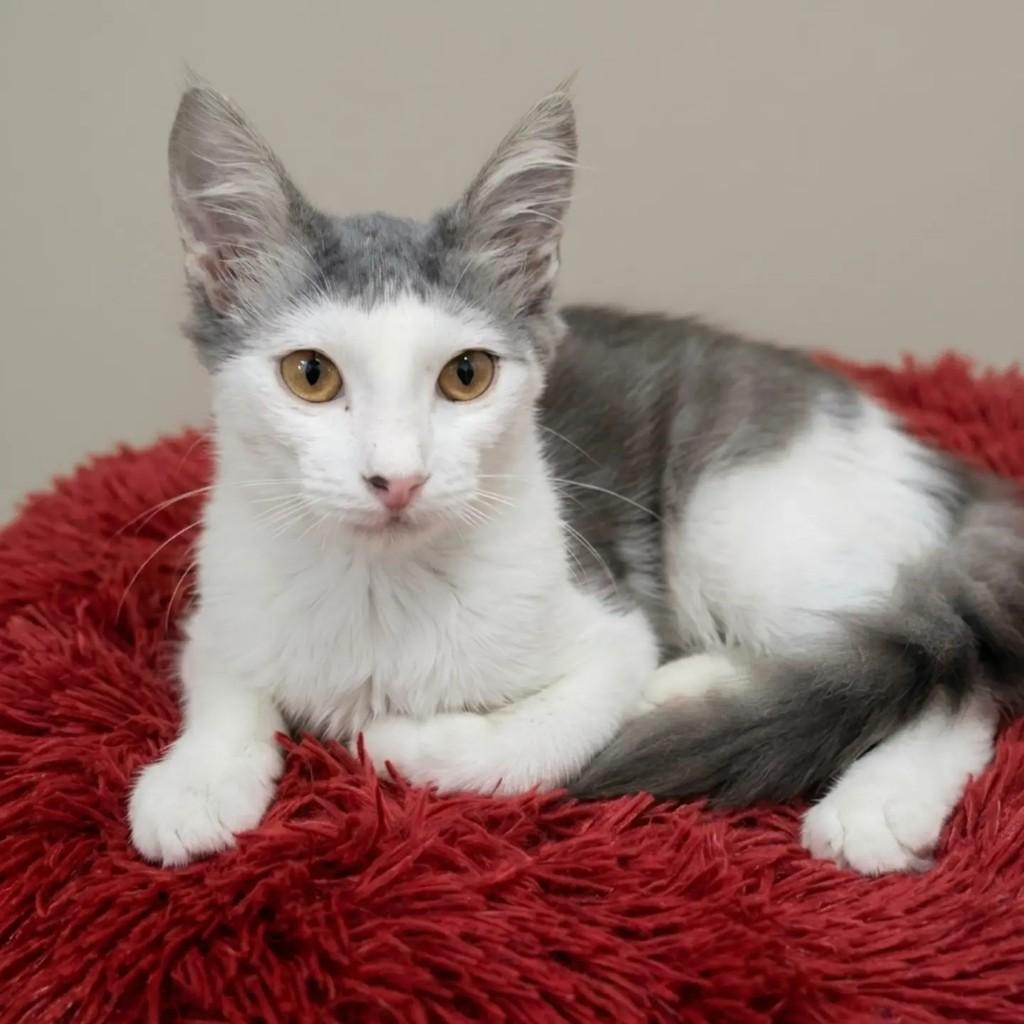 Aramis, gato de porte pequeno para adoção em Rio de Janeiro - RJ — foto 3 de 8