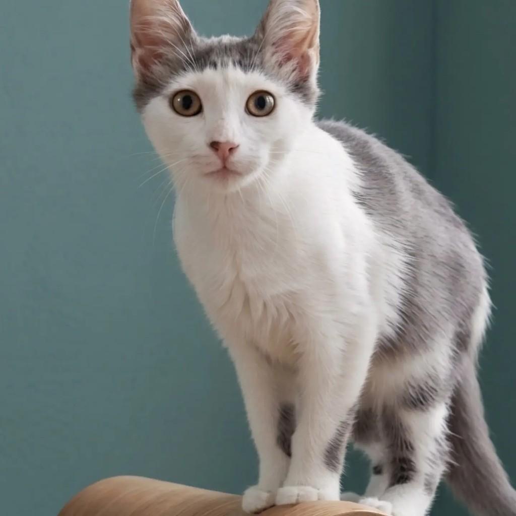 Aramis, gato de porte pequeno para adoção em Rio de Janeiro - RJ — foto 4 de 8