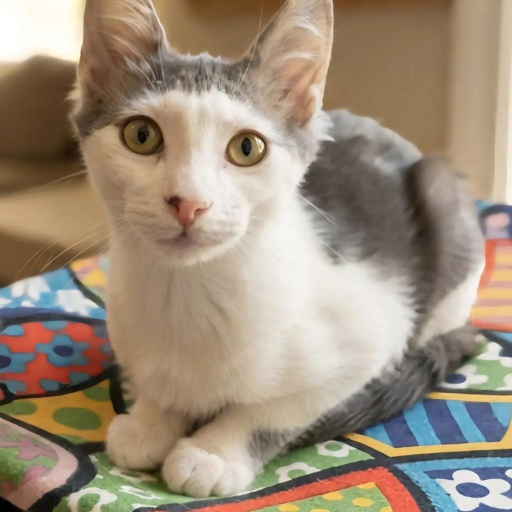 Aramis, gato de porte pequeno para adoção em Rio de Janeiro - RJ — foto 5 de 8