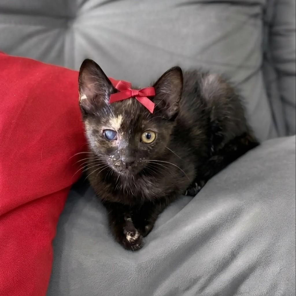 Fatinha, gata de porte pequeno para adoção em Rio de Janeiro - RJ — foto 2 de 10