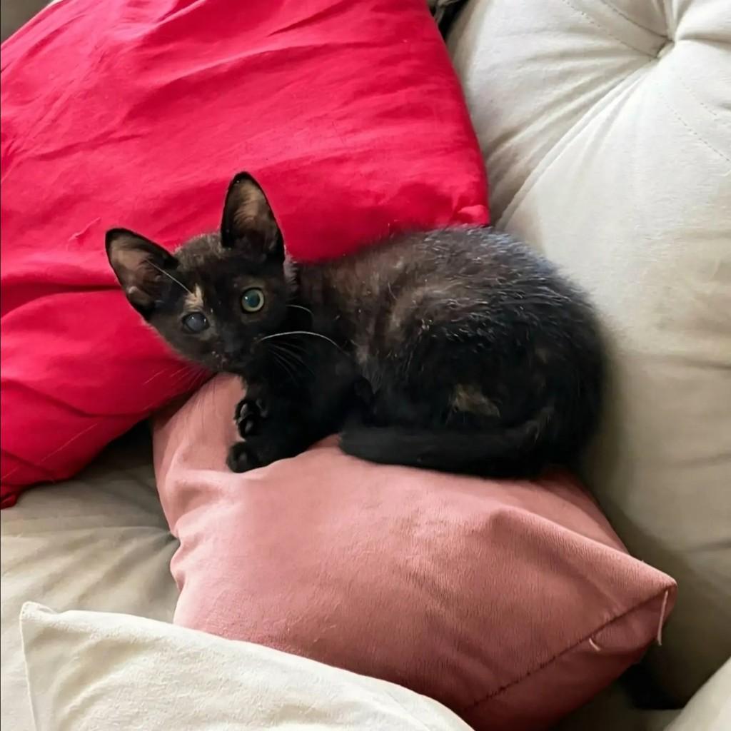 Fatinha, gata de porte pequeno para adoção em Rio de Janeiro - RJ — foto 3 de 10