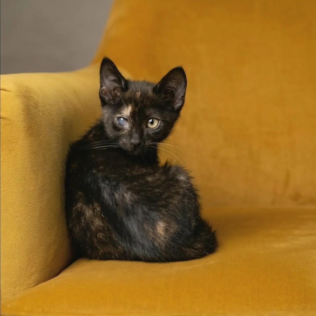 Fatinha, gata de porte pequeno para adoção em Rio de Janeiro - RJ — foto 5 de 10