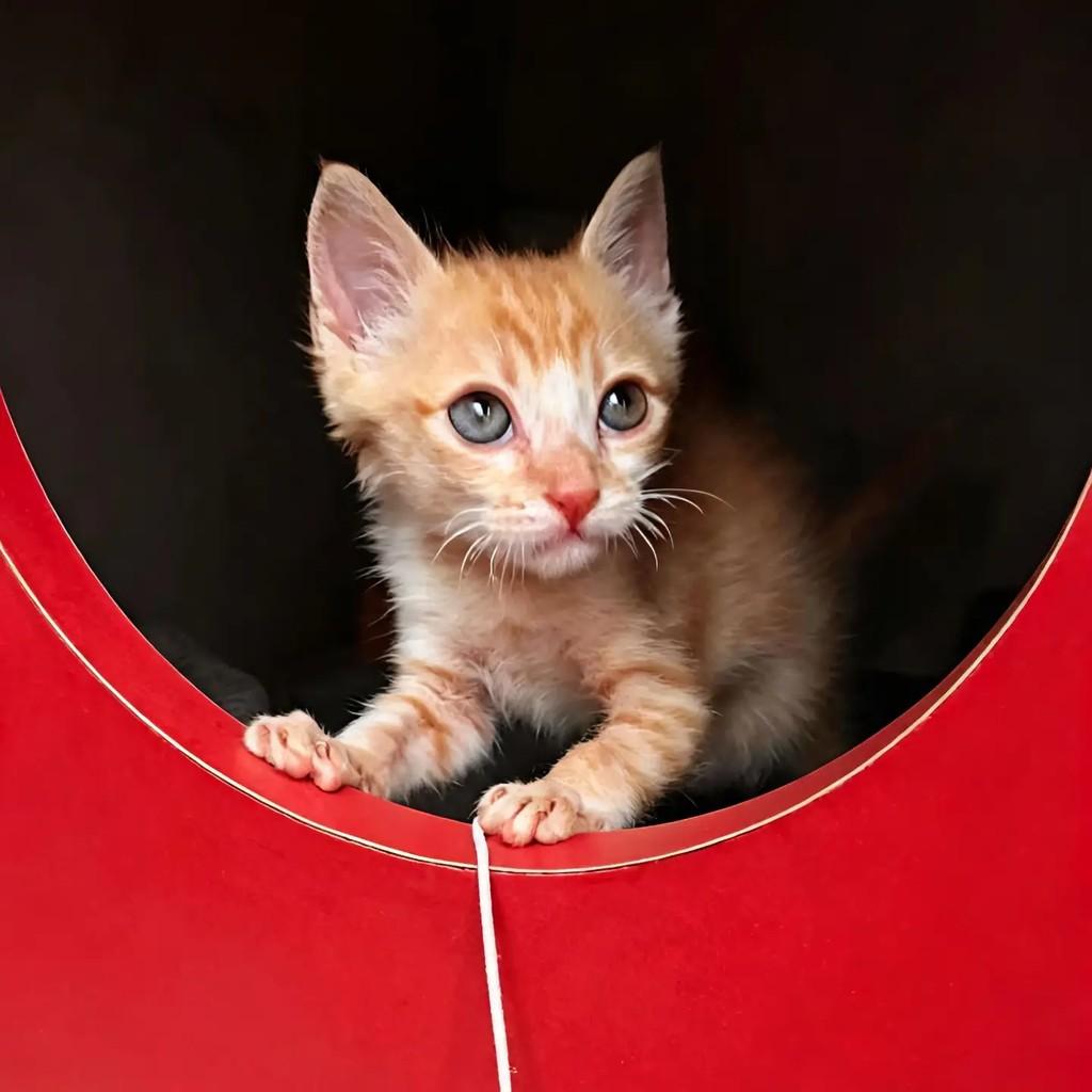 Fufi, gato de porte pequeno para adoção em Rio de Janeiro - RJ — foto 2 de 7