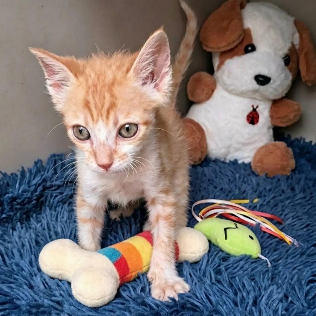 Fufi, gato de porte pequeno para adoção em Rio de Janeiro - RJ — foto 4 de 7
