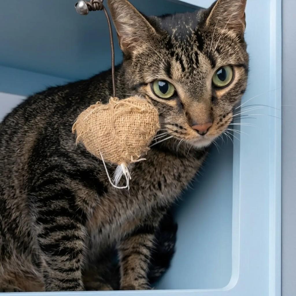 Odin, gato de porte médio para adoção em Rio de Janeiro - RJ — foto 2 de 13