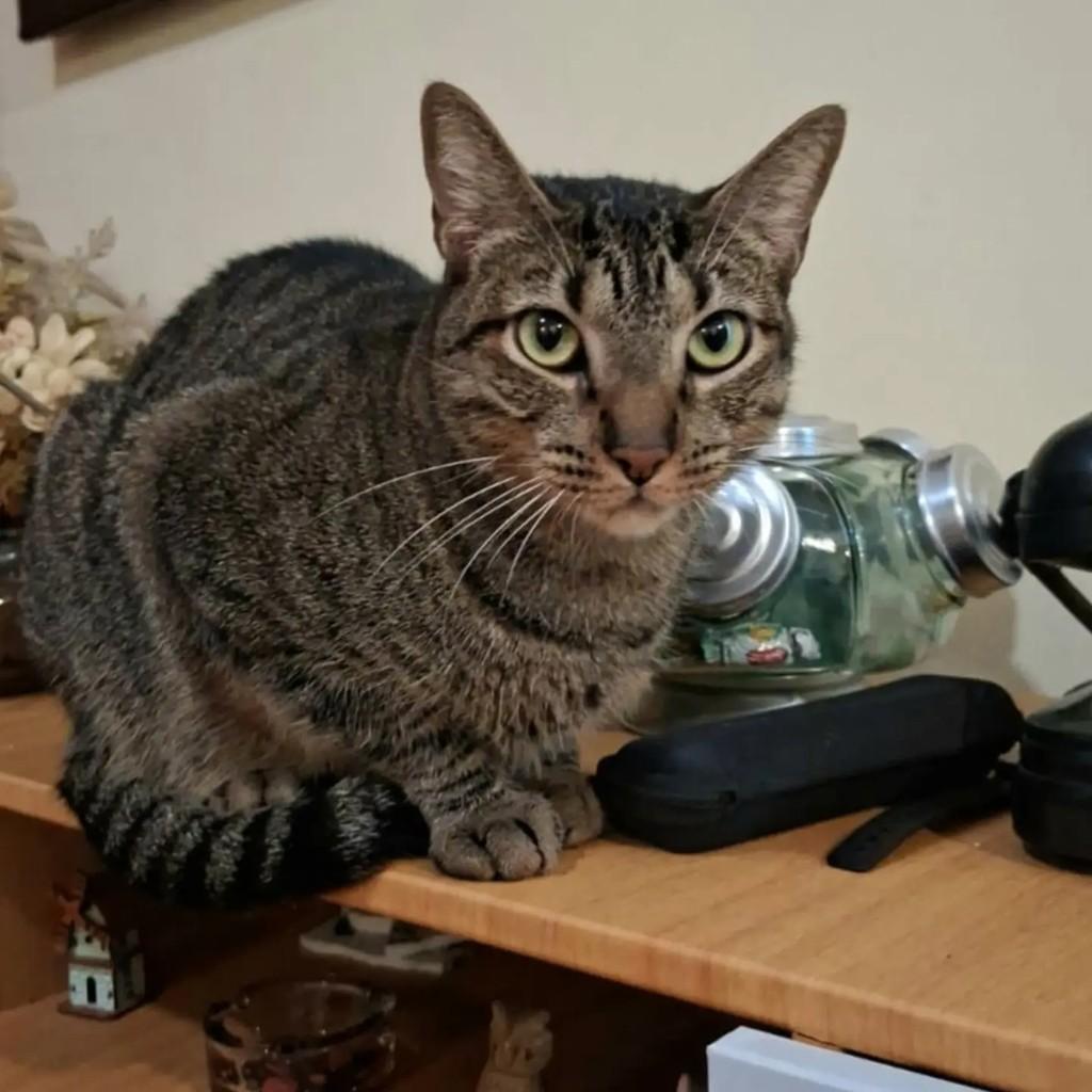 Odin, gato de porte médio para adoção em Rio de Janeiro - RJ — foto 3 de 13