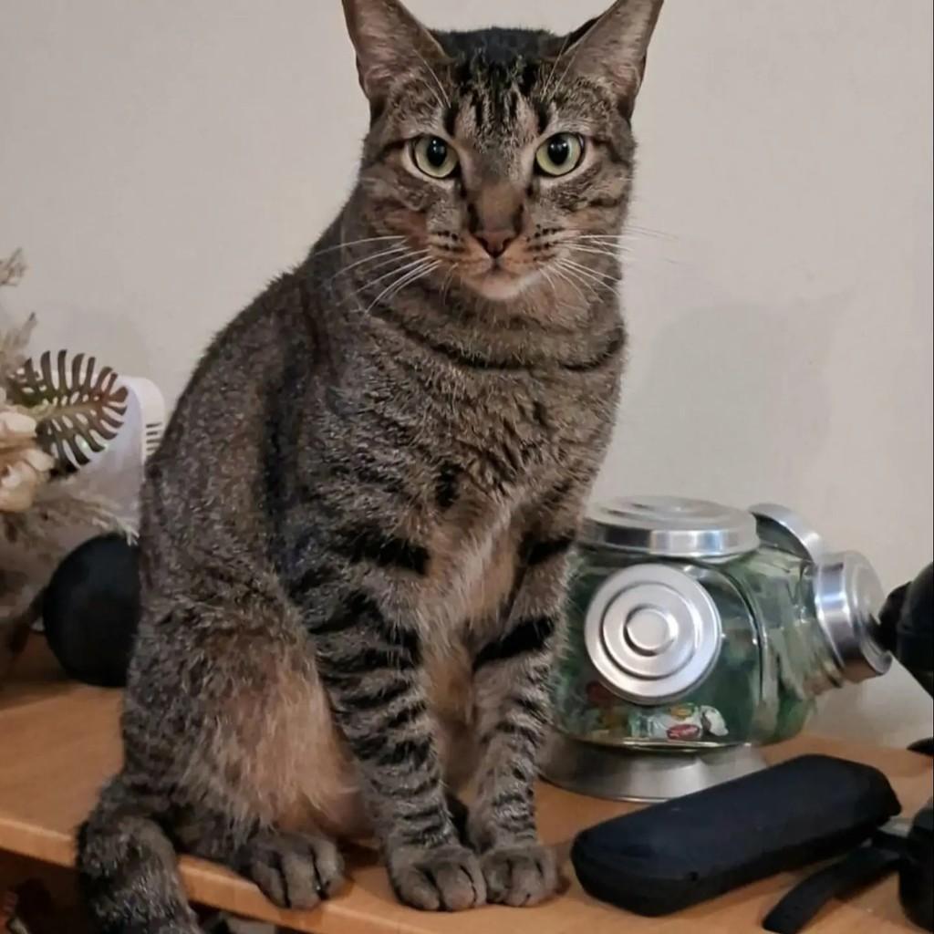 Odin, gato de porte médio para adoção em Rio de Janeiro - RJ — foto 4 de 13