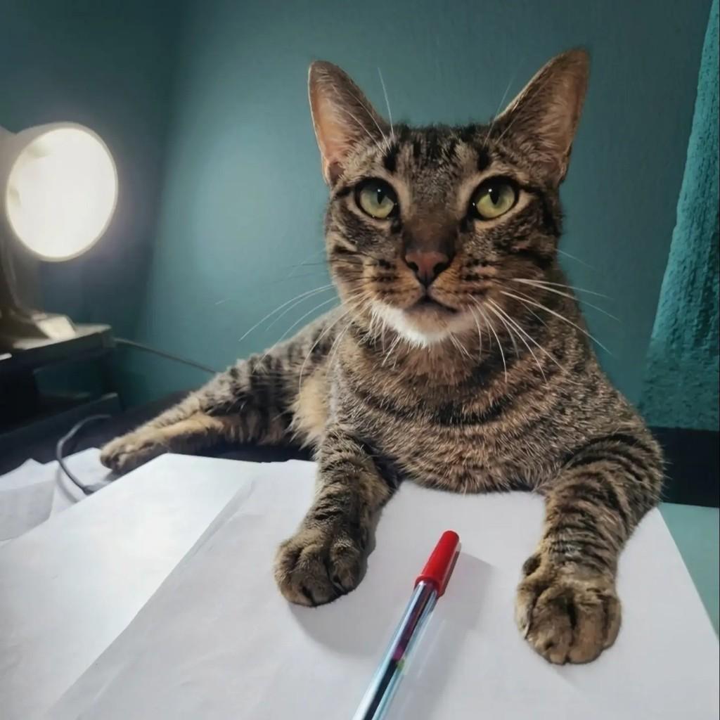 Odin, gato de porte médio para adoção em Rio de Janeiro - RJ — foto 5 de 13