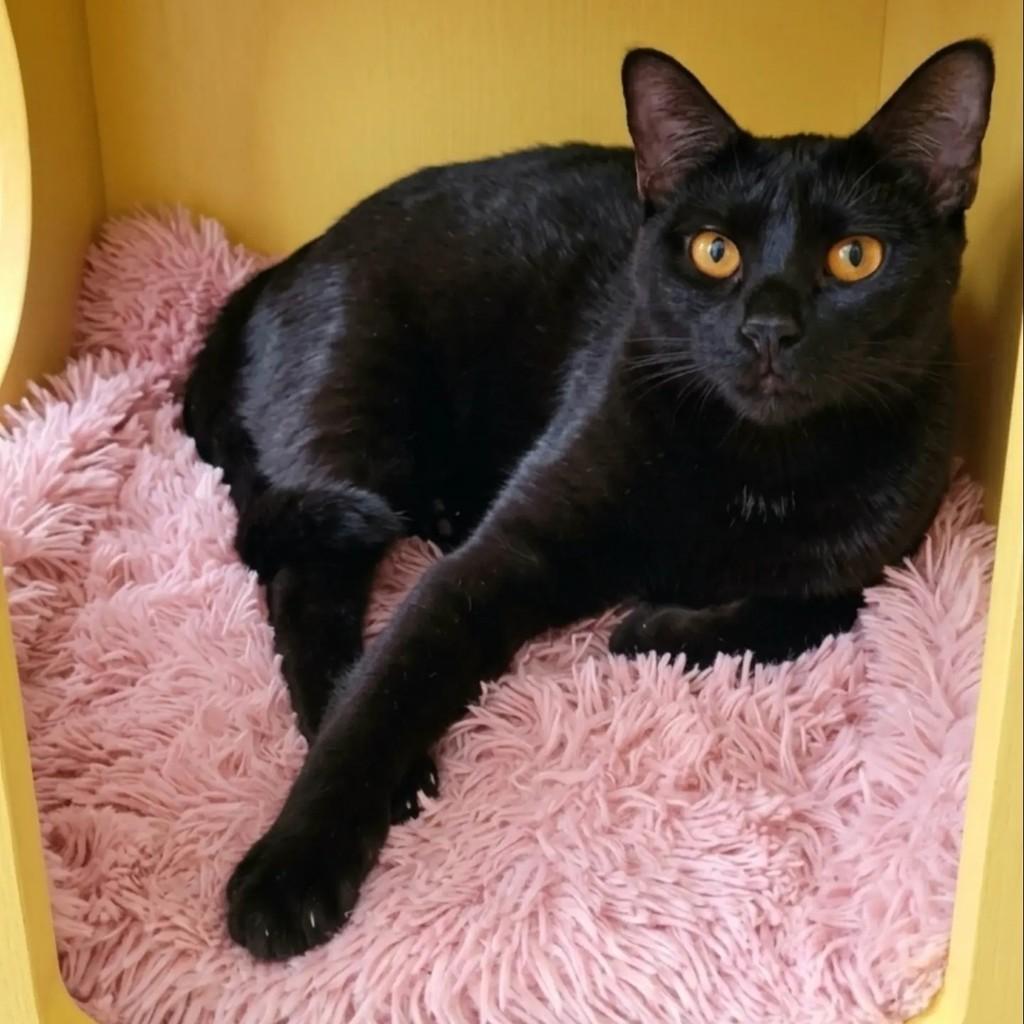 Zoe, gata de porte pequeno para adoção em Rio de Janeiro - RJ — foto 3 de 9
