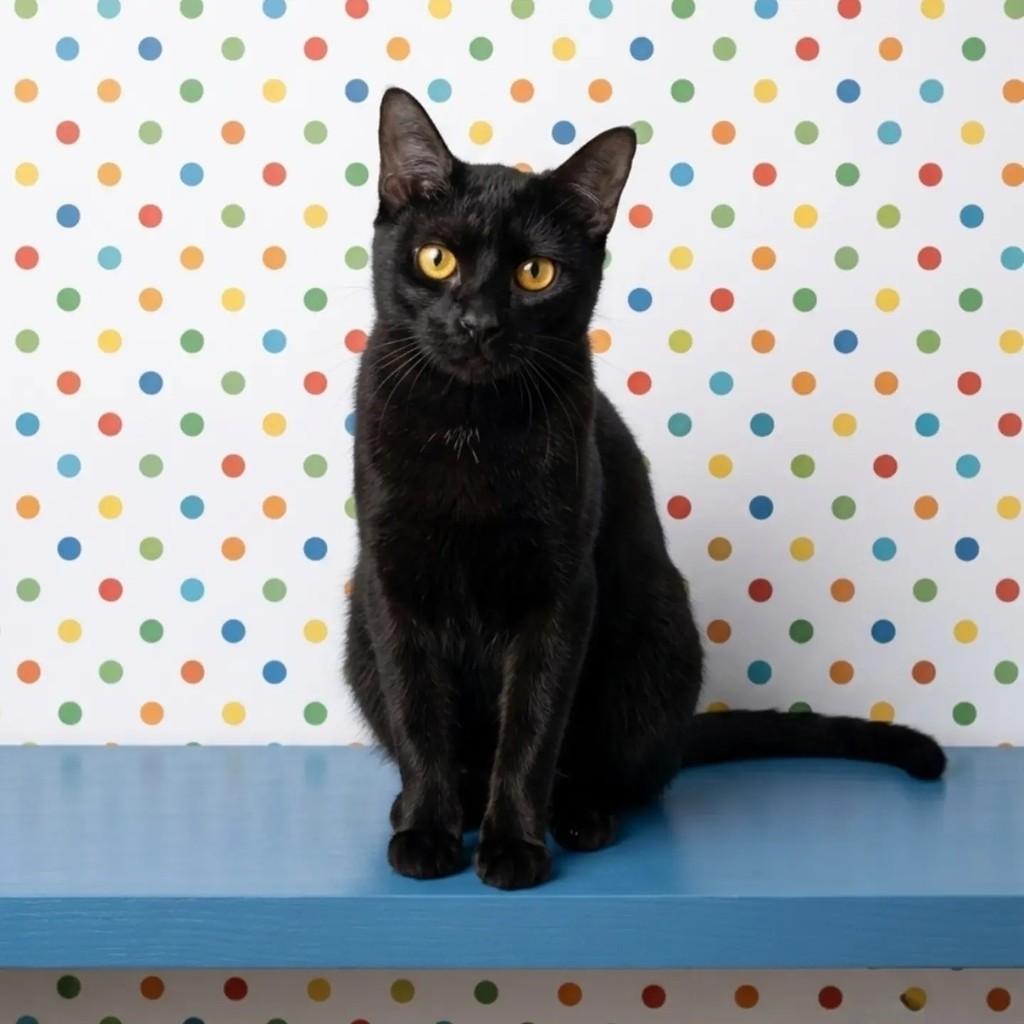 Zoe, gata de porte pequeno para adoção em Rio de Janeiro - RJ — foto 4 de 9
