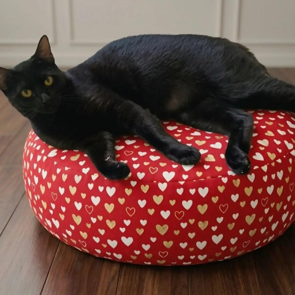 Zoe, gata de porte pequeno para adoção em Rio de Janeiro - RJ — foto 5 de 9