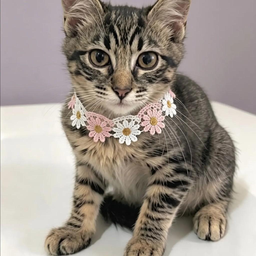 Pitty, gato de porte pequeno para adoção em Rio de Janeiro - RJ