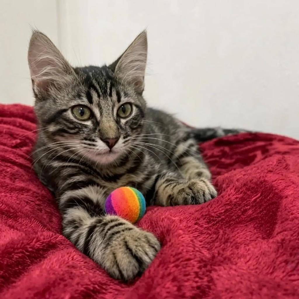 Pitty, gato de porte pequeno para adoção em Rio de Janeiro - RJ — foto 2 de 8