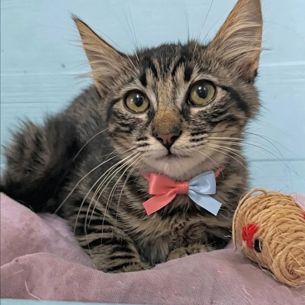 Pitty, gato de porte pequeno para adoção em Rio de Janeiro - RJ — foto 3 de 8