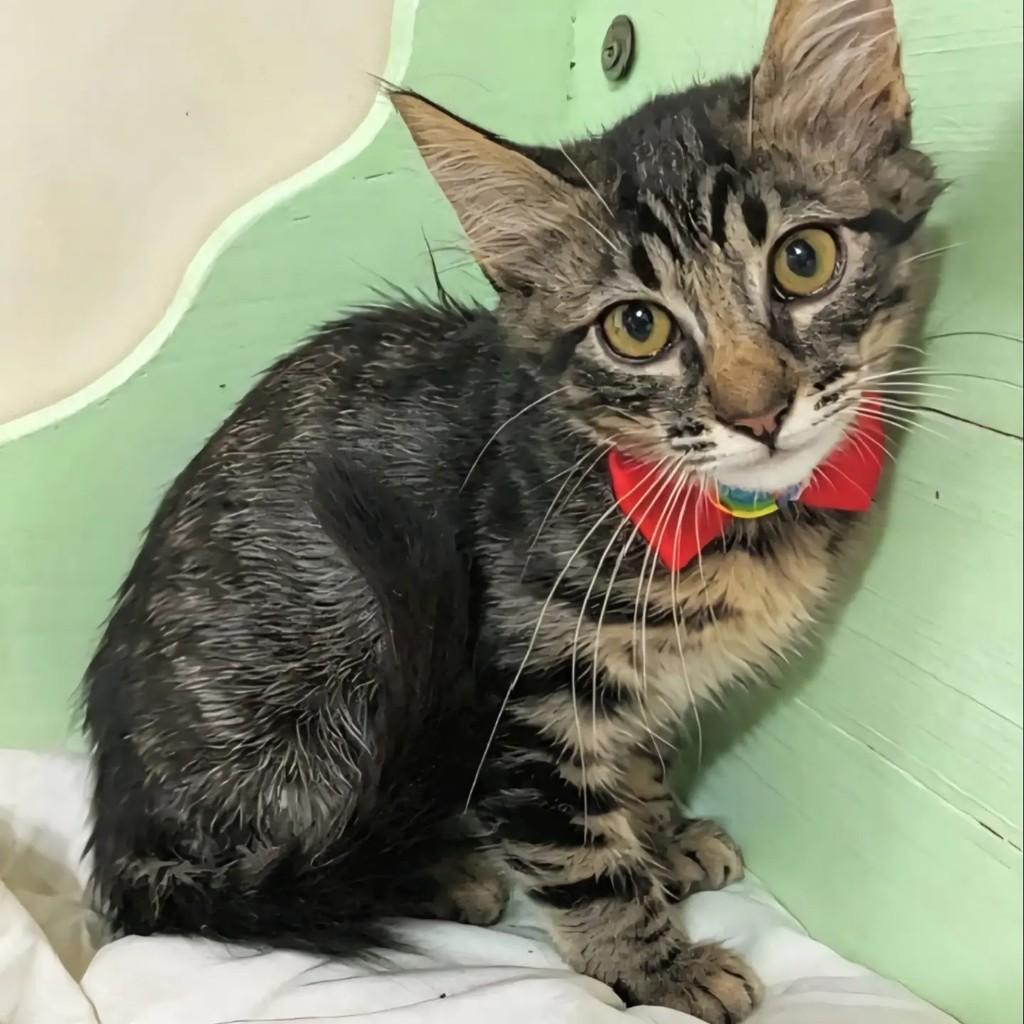 Pitty, gato de porte pequeno para adoção em Rio de Janeiro - RJ — foto 5 de 8