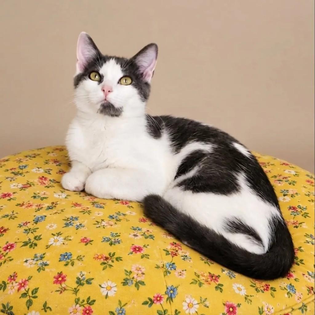 Florinha, gata de porte pequeno para adoção em Rio de Janeiro - RJ — foto 2 de 6