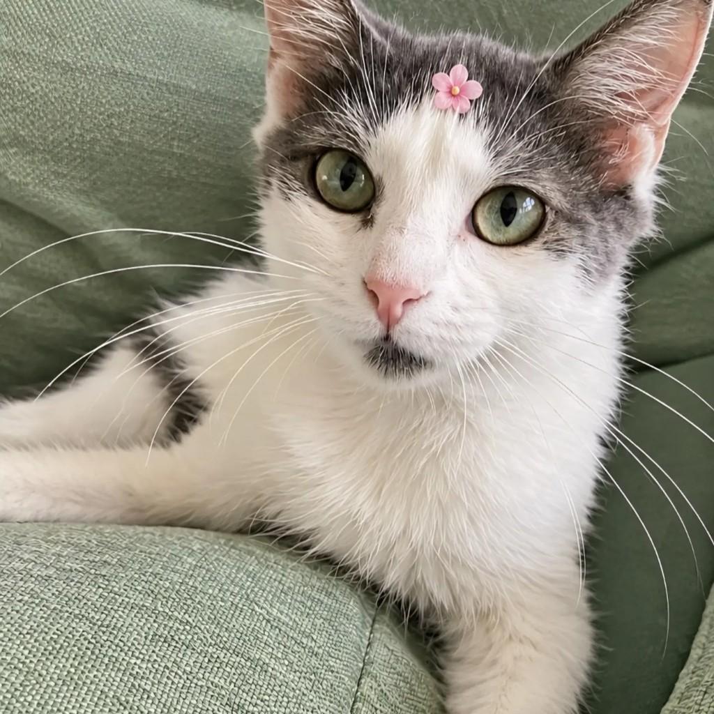 Florinha, gata de porte pequeno para adoção em Rio de Janeiro - RJ — foto 3 de 6
