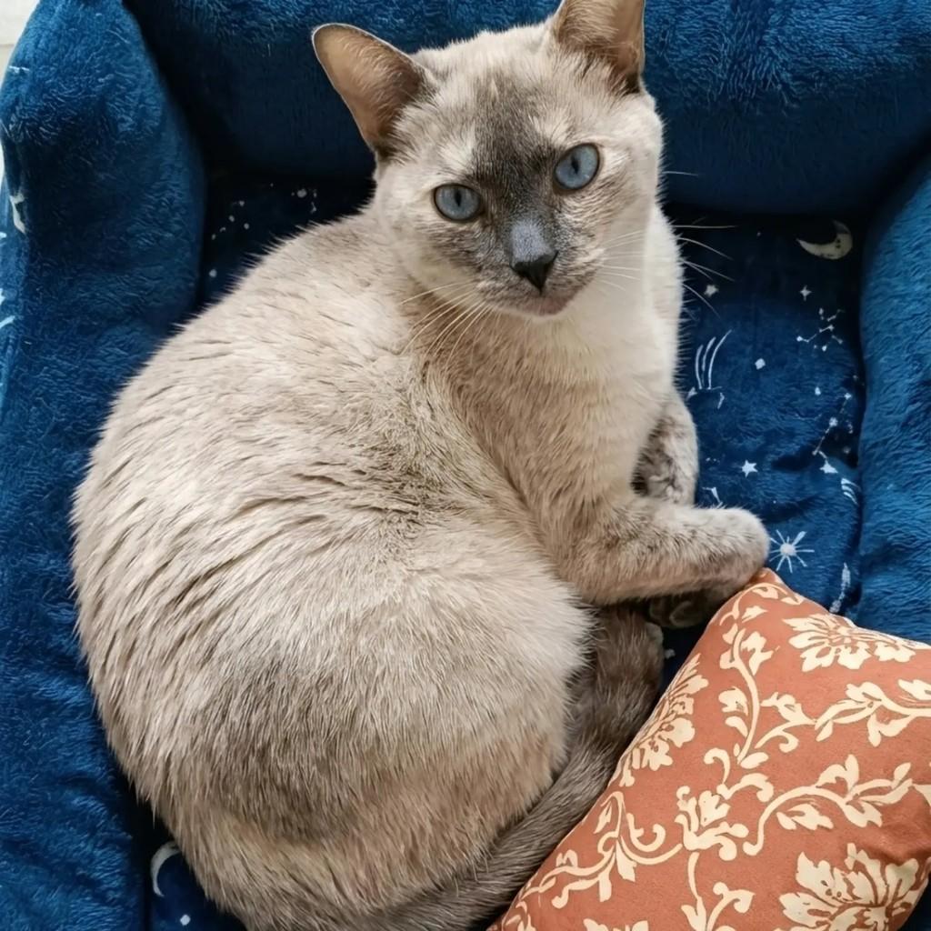 Ártemis, gata de porte pequeno para adoção em Rio de Janeiro - RJ — foto 2 de 8