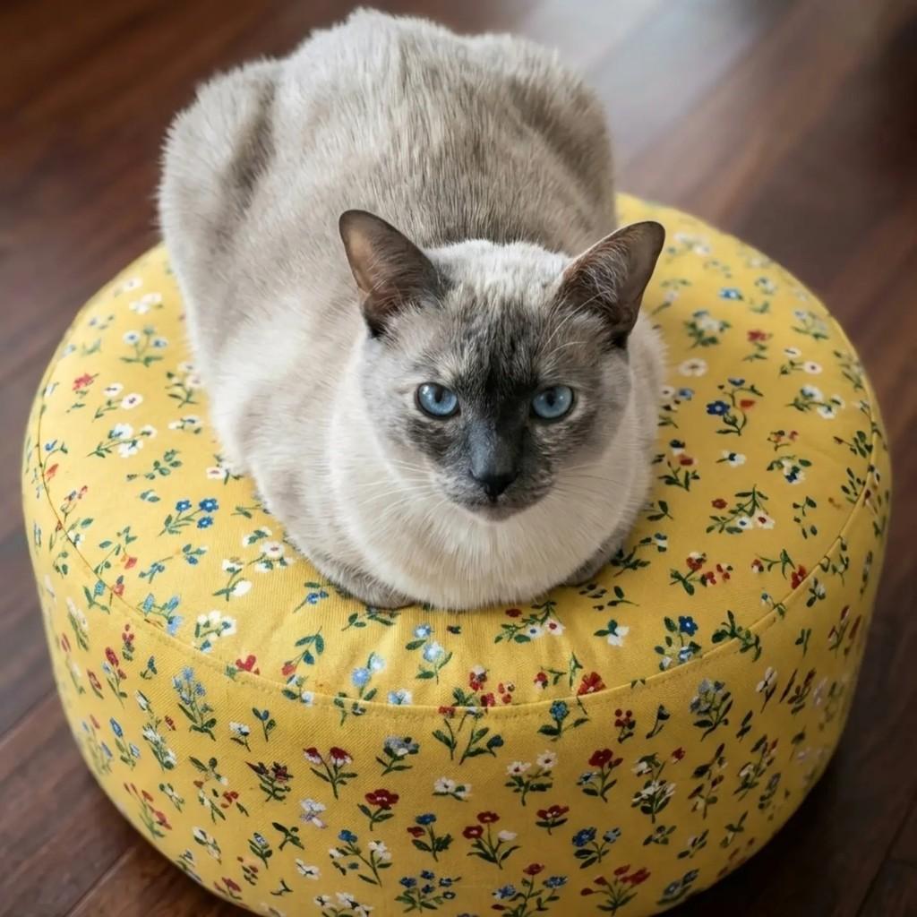 Ártemis, gata de porte pequeno para adoção em Rio de Janeiro - RJ — foto 3 de 8