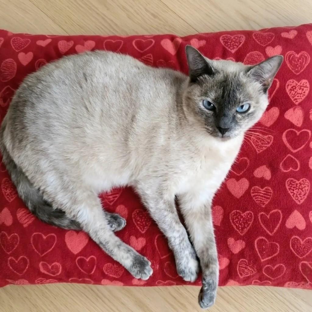 Ártemis, gata de porte pequeno para adoção em Rio de Janeiro - RJ — foto 4 de 8
