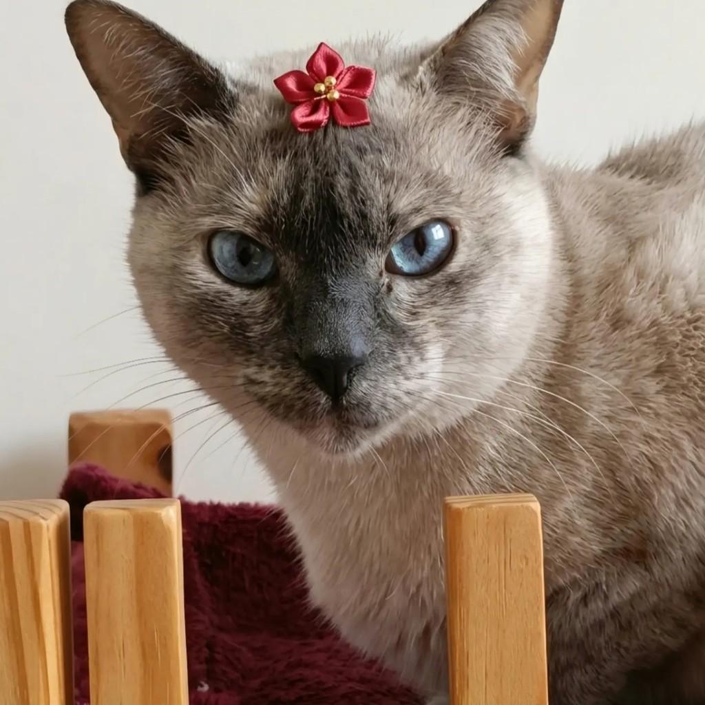 Ártemis, gata de porte pequeno para adoção em Rio de Janeiro - RJ — foto 5 de 8